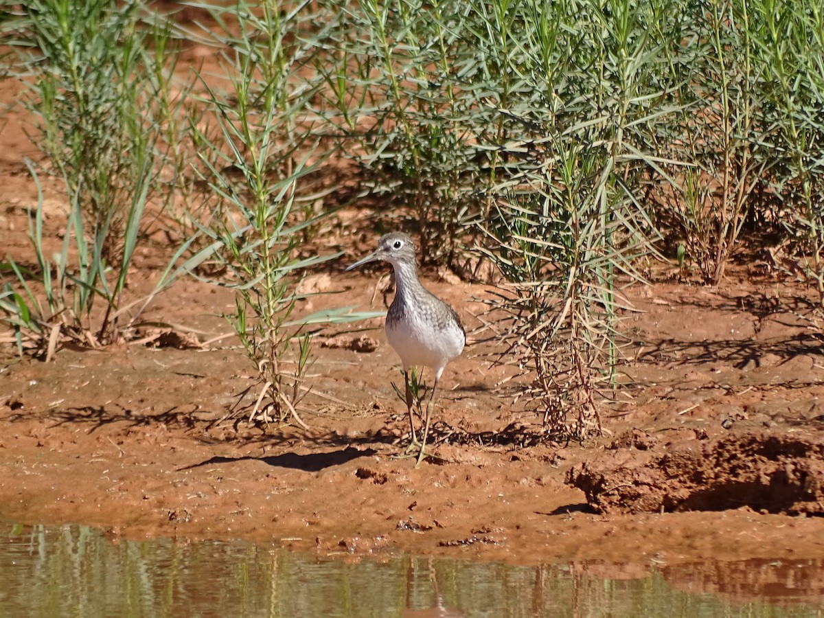 Solitary Sandpiper - Shawn Langston