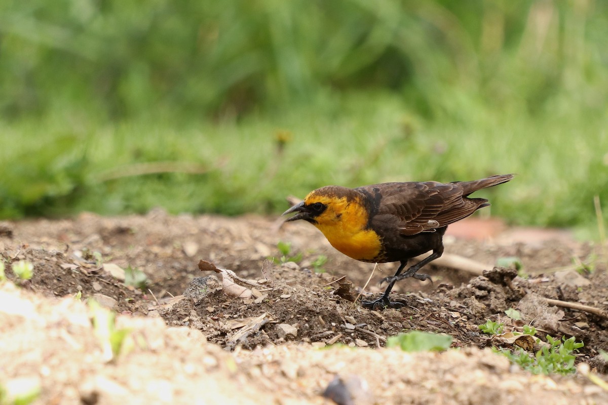 Yellow-headed Blackbird - ML337573121