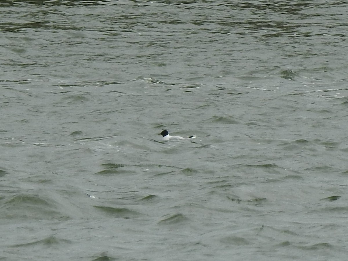 Mouette pygmée - ML337573371