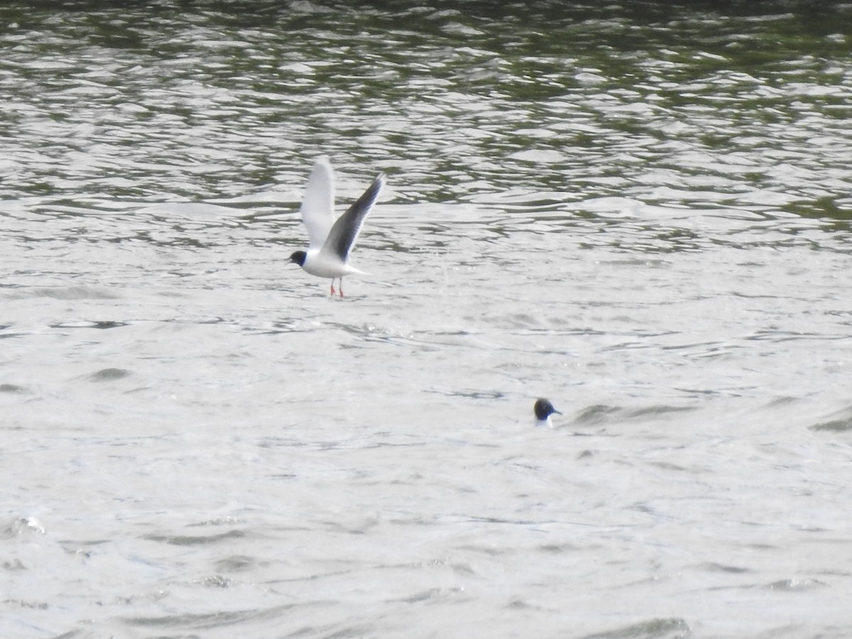 Mouette pygmée - ML337573401