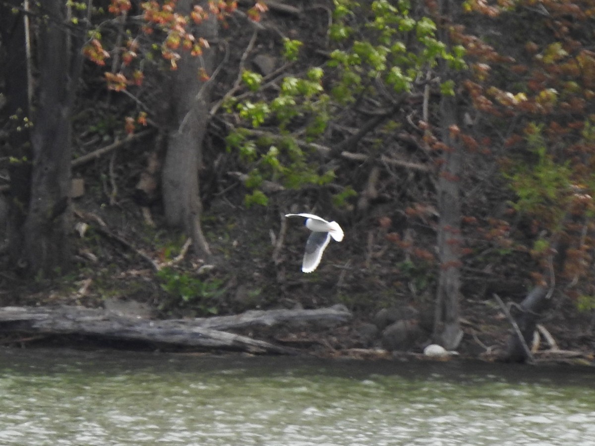 Little Gull - ML337573471