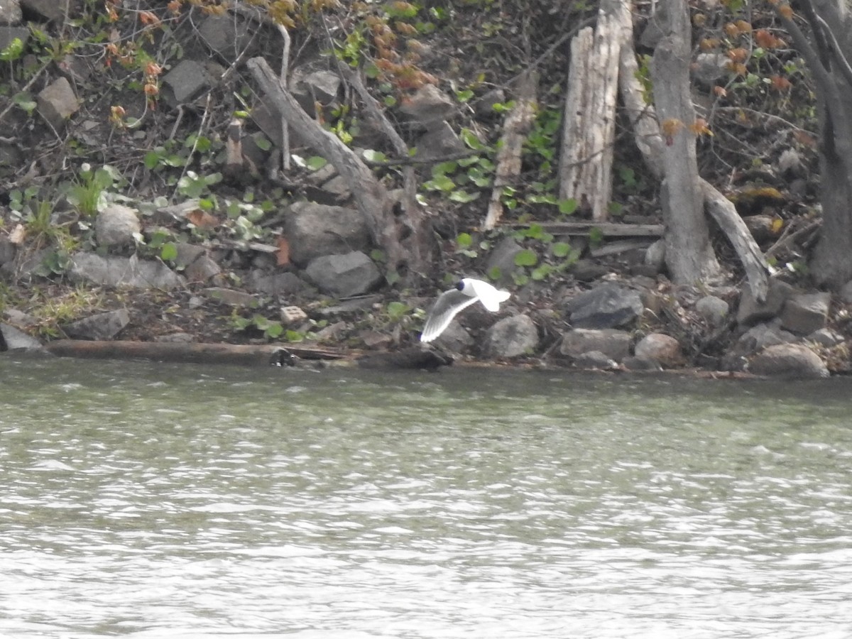 Little Gull - ML337573521