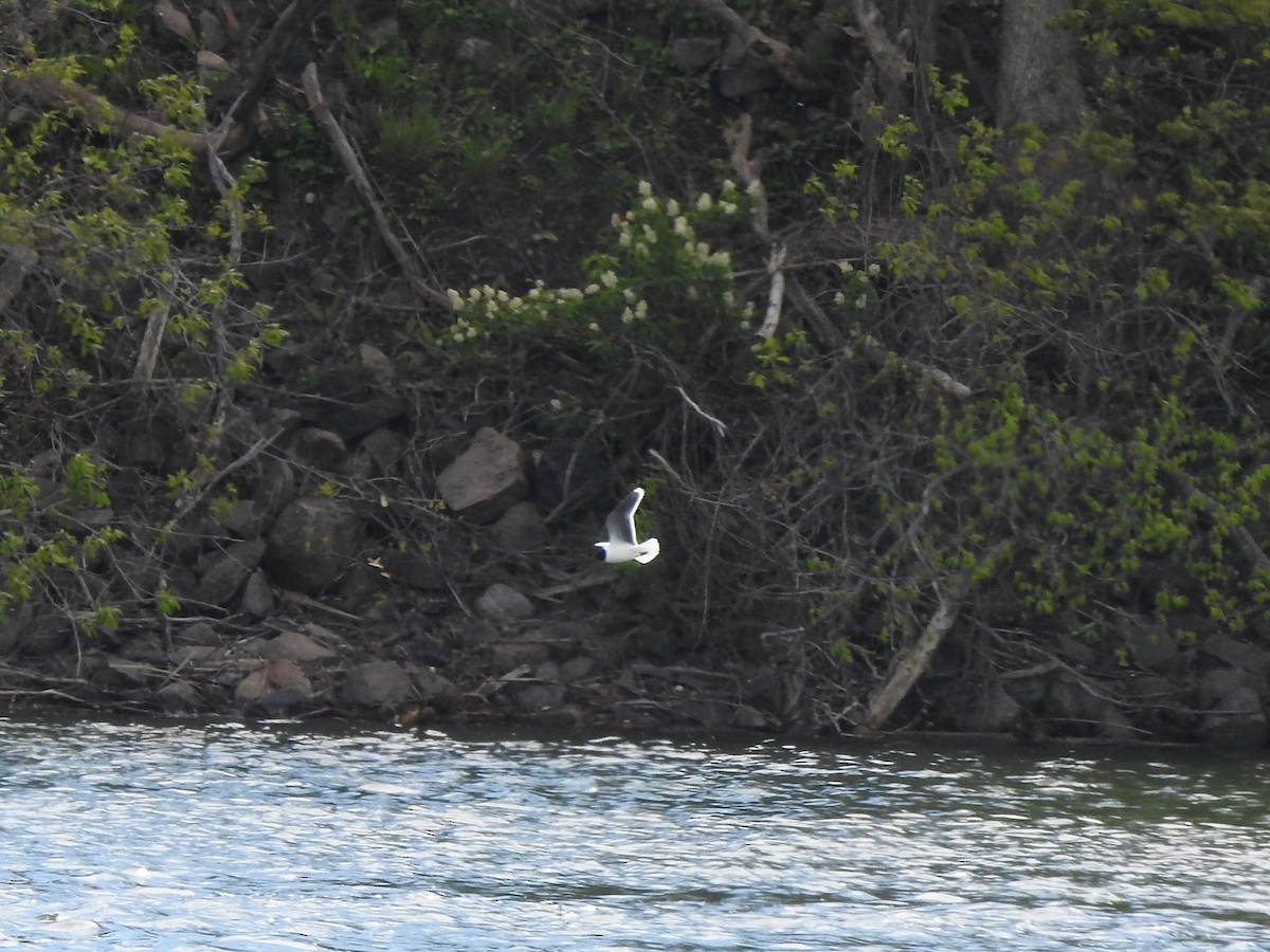 Mouette pygmée - ML337573541