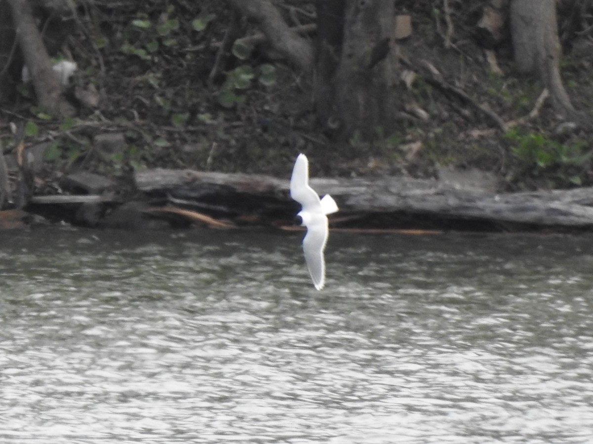 Little Gull - ML337573581