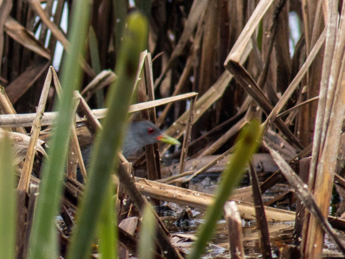 Little Crake - Stanislav Cherepushkin