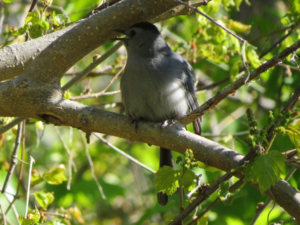 Gray Catbird - suzanne pudelek