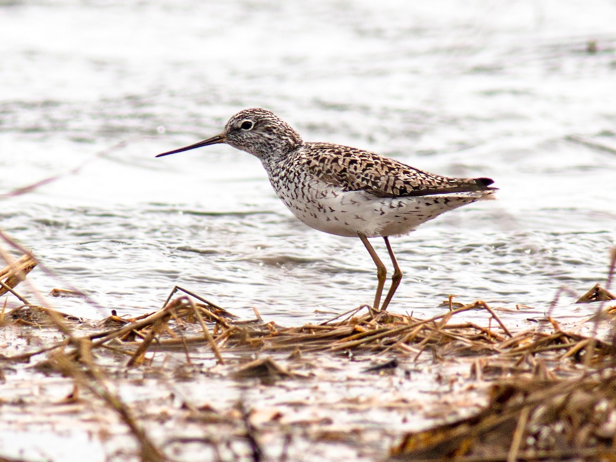 Marsh Sandpiper - ML337573811