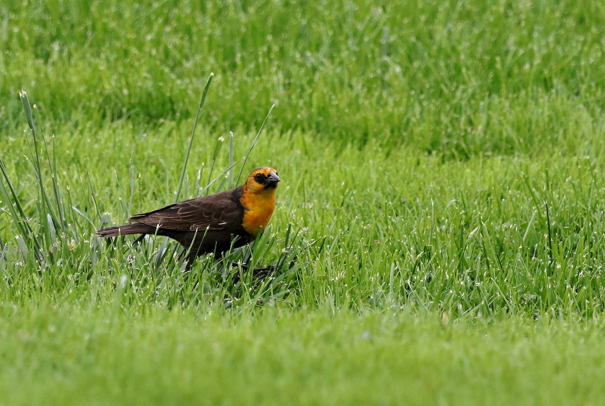 Yellow-headed Blackbird - ML337574211