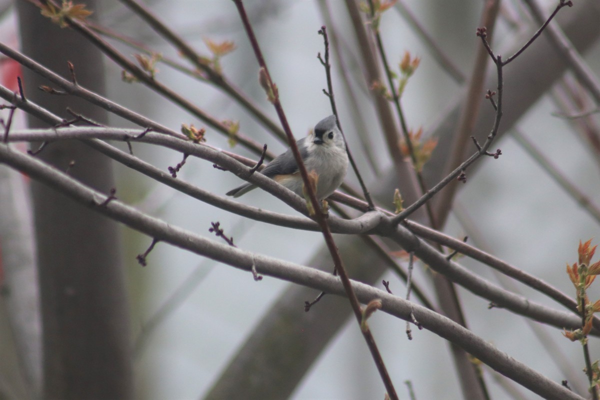 Tufted Titmouse - ML337574311