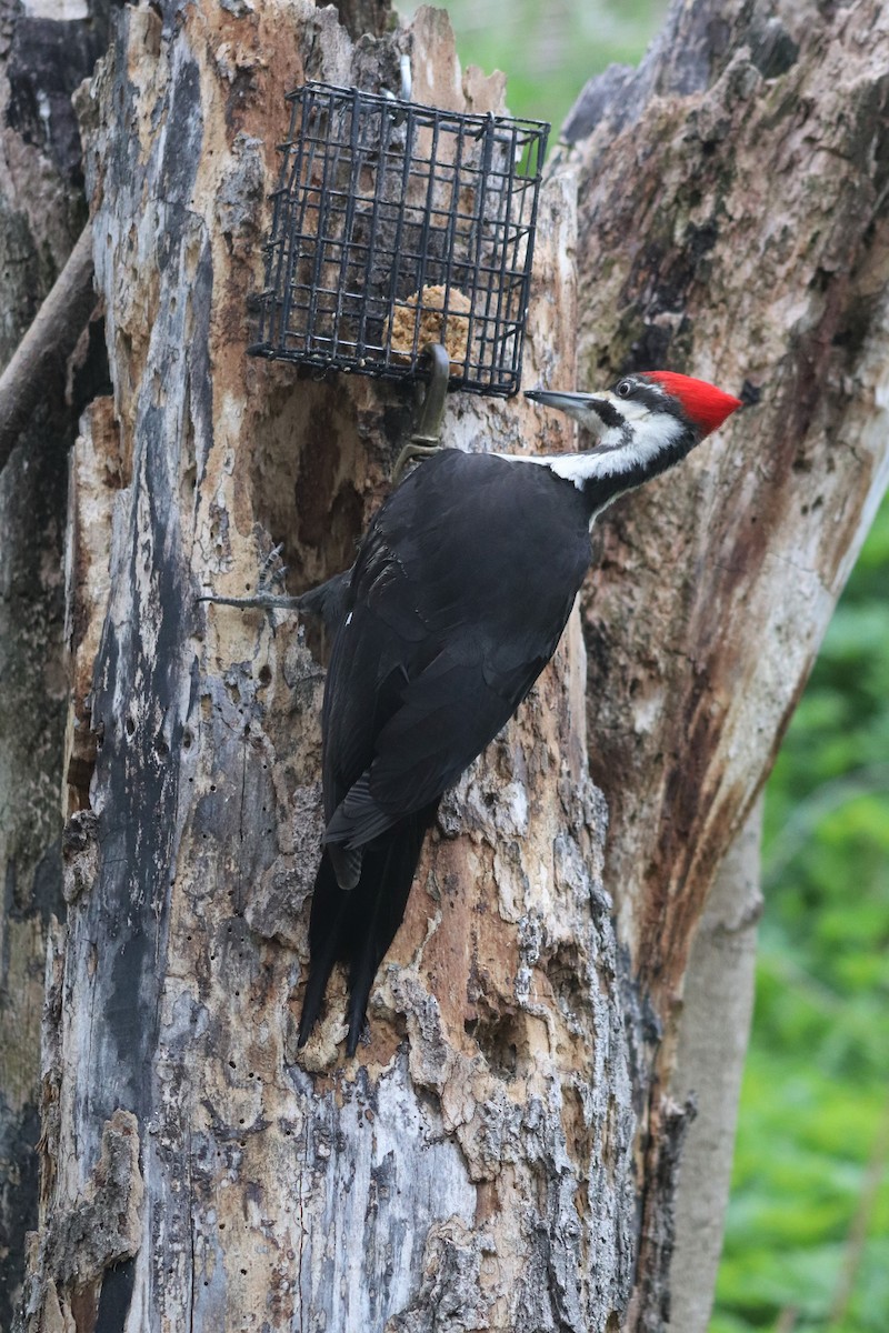 Pileated Woodpecker - ML337575911