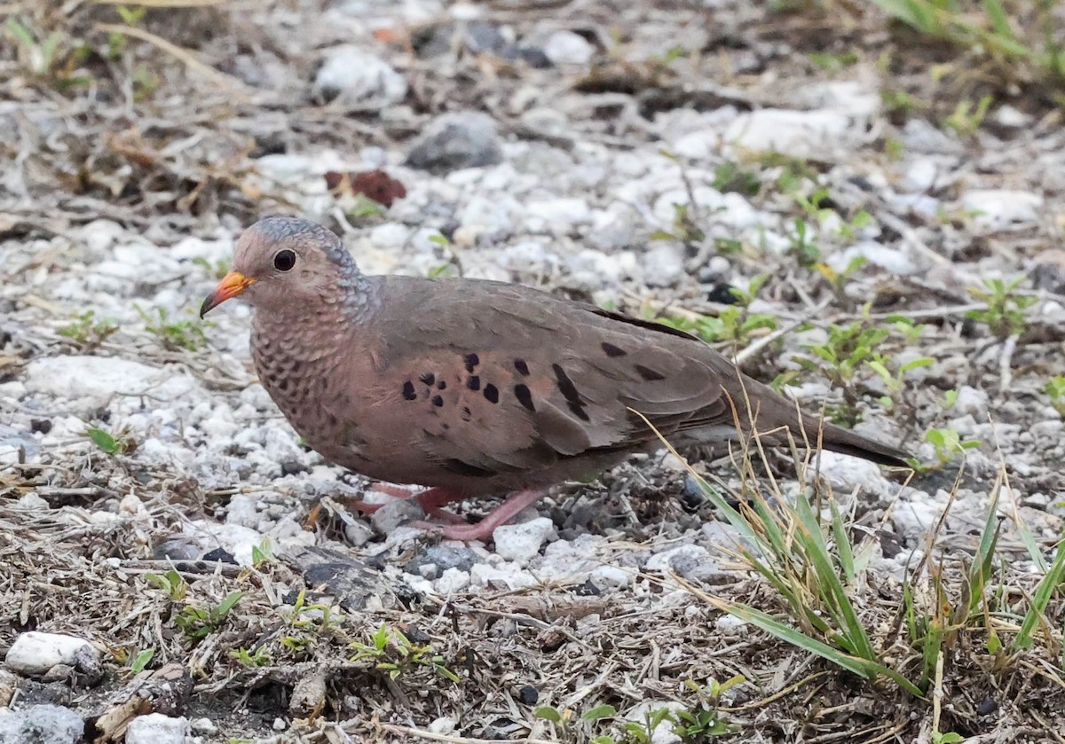 Common Ground Dove - ML337576681