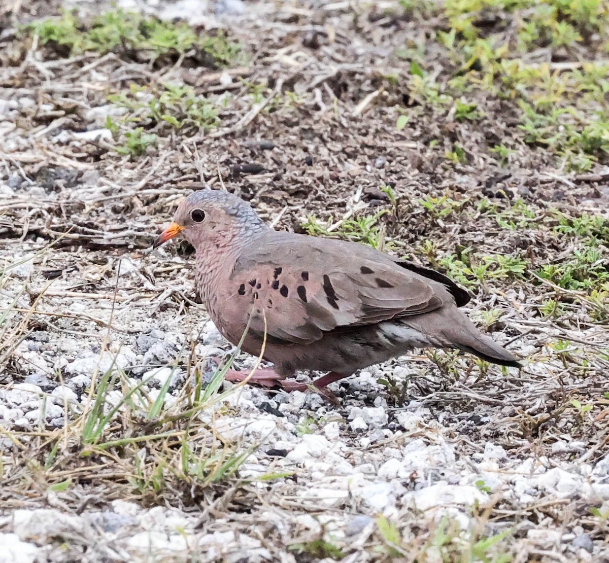 Common Ground Dove - ML337576691