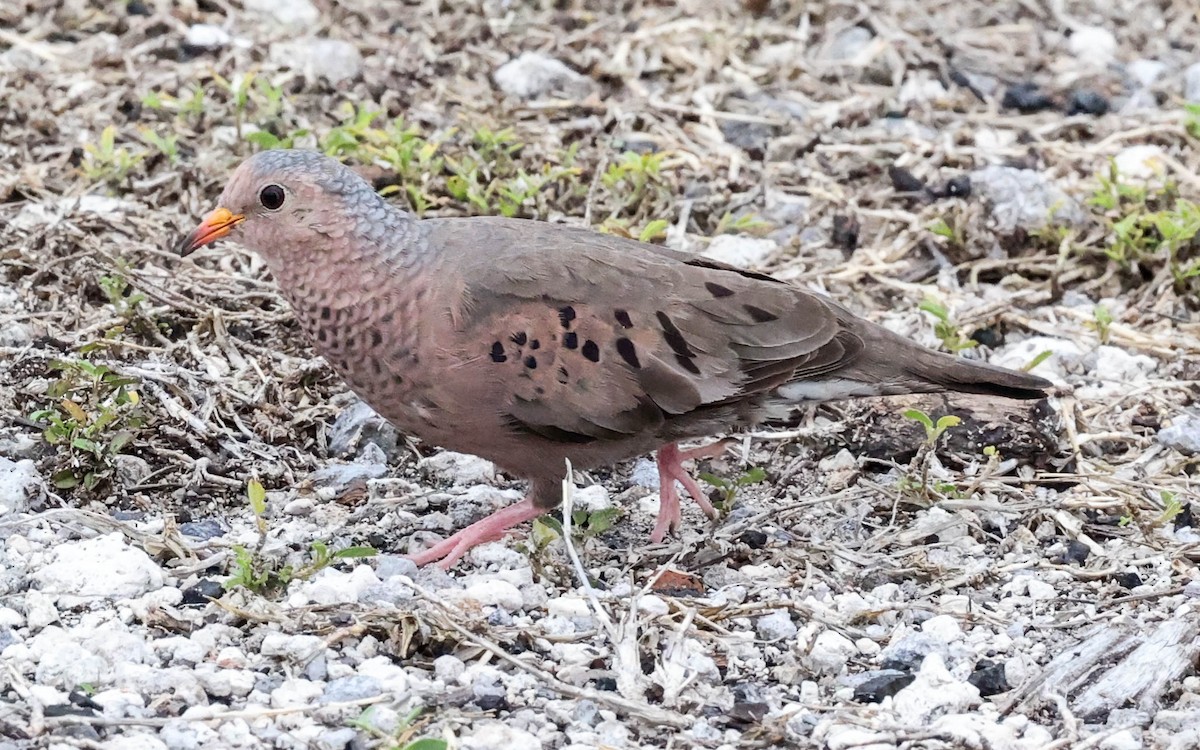 Common Ground Dove - ML337576701