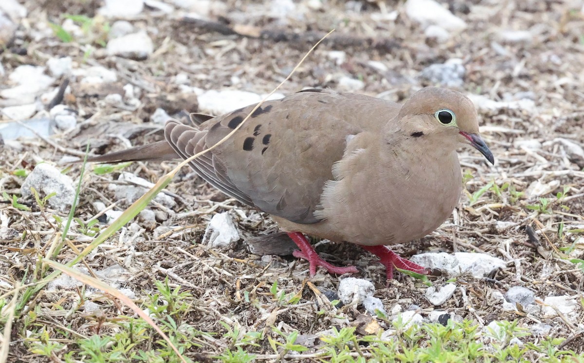 Mourning Dove - ML337576821