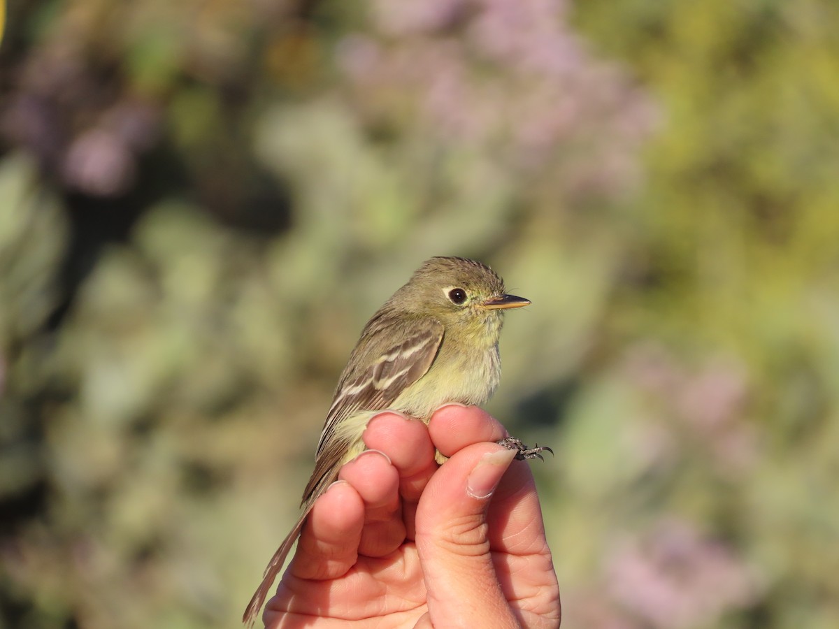 Western Flycatcher (Pacific-slope) - ML337576881