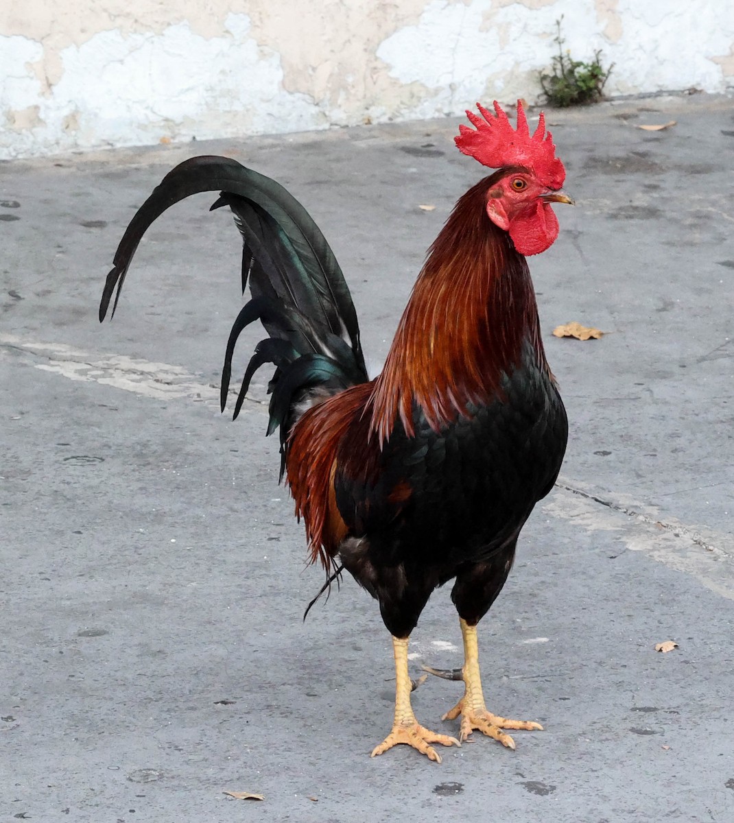 Red Junglefowl (Domestic type) - ML337576901