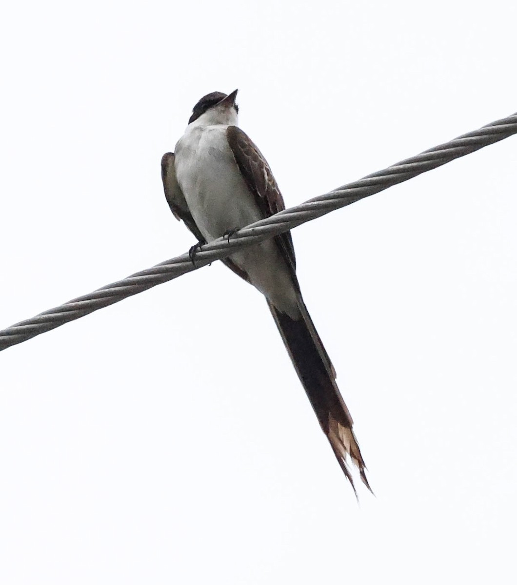 Fork-tailed Flycatcher - ML337577051