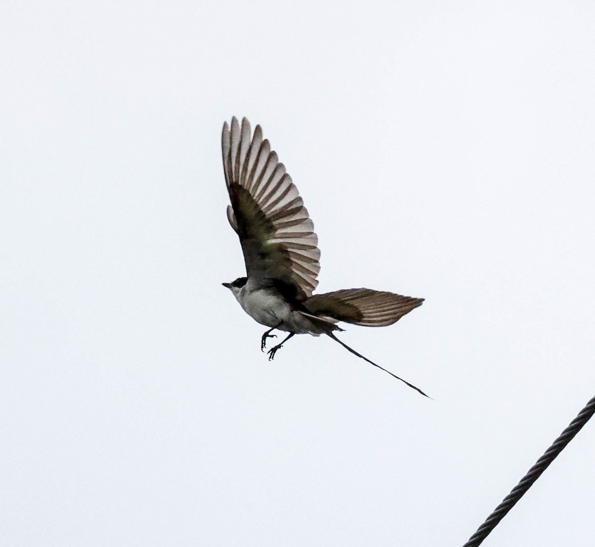 Fork-tailed Flycatcher - Tom Driscoll