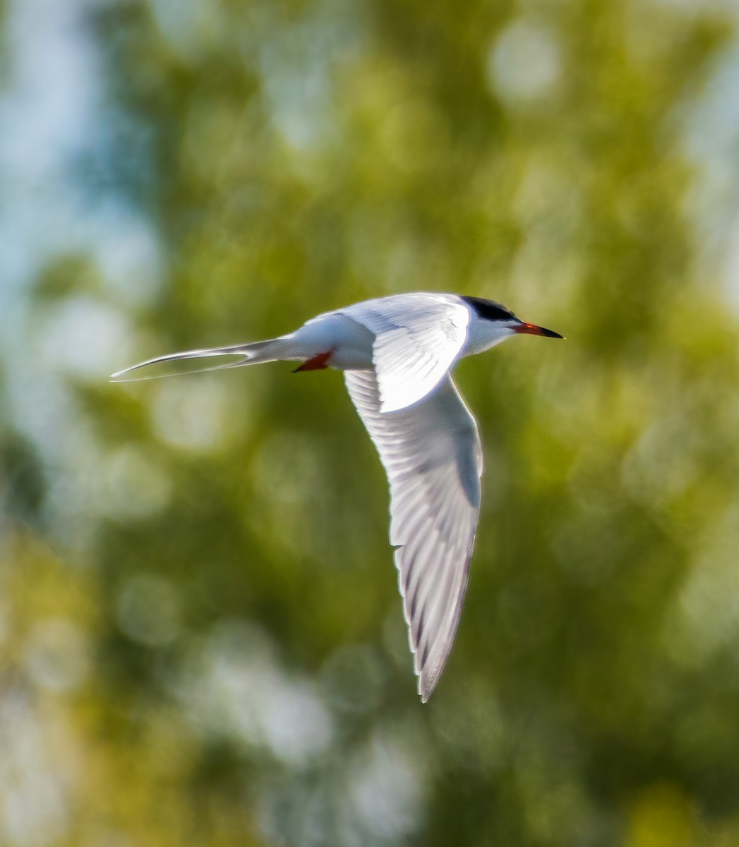 Forster's Tern - ML337577721