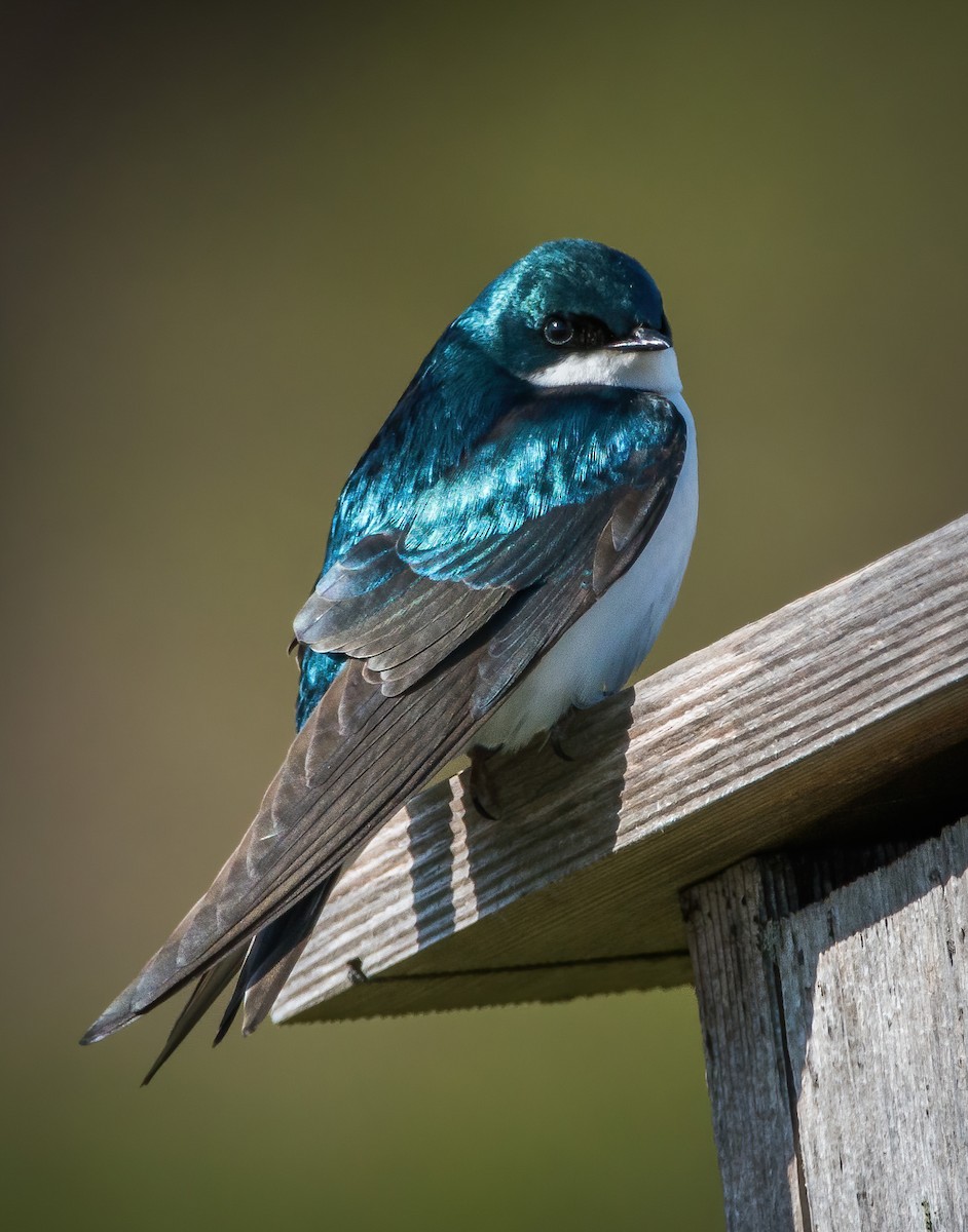Tree Swallow - ML337577791