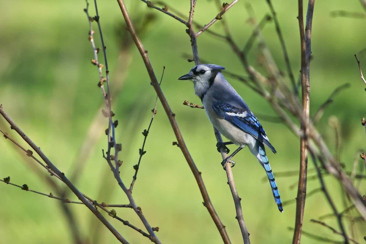 Blue Jay - Gary Baker