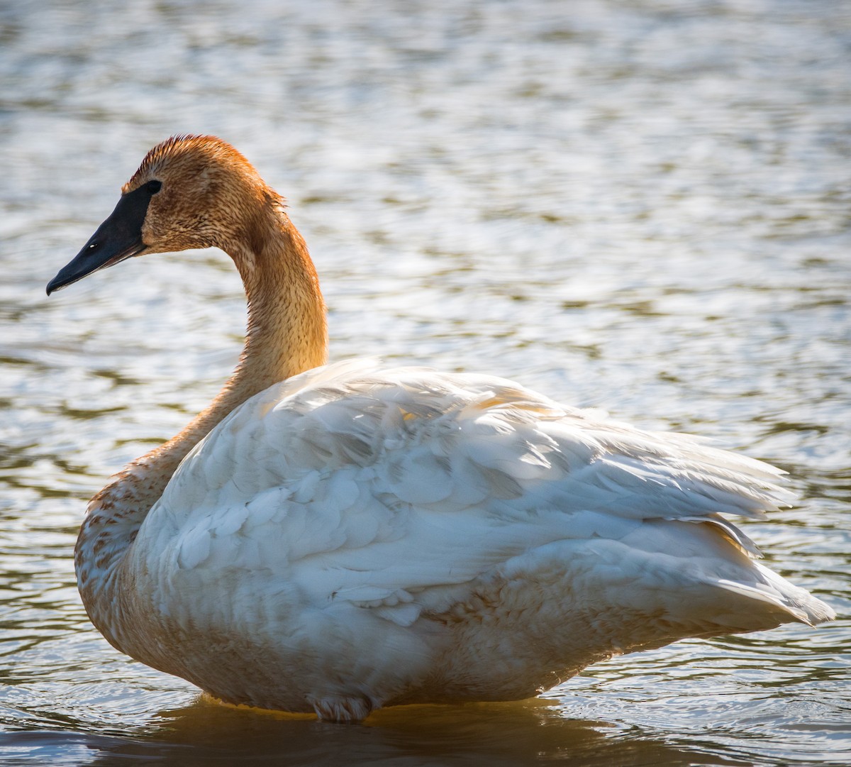 Trumpeter Swan - ML337578051