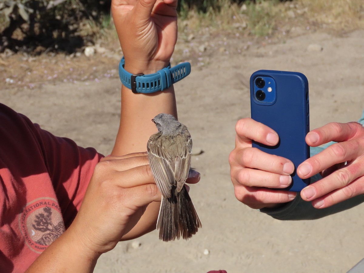 Bell's Sparrow (canescens) - ML337578551