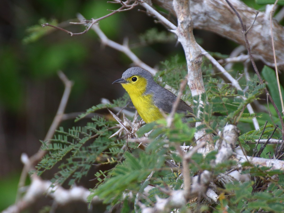 Oriente Warbler - ML337578601