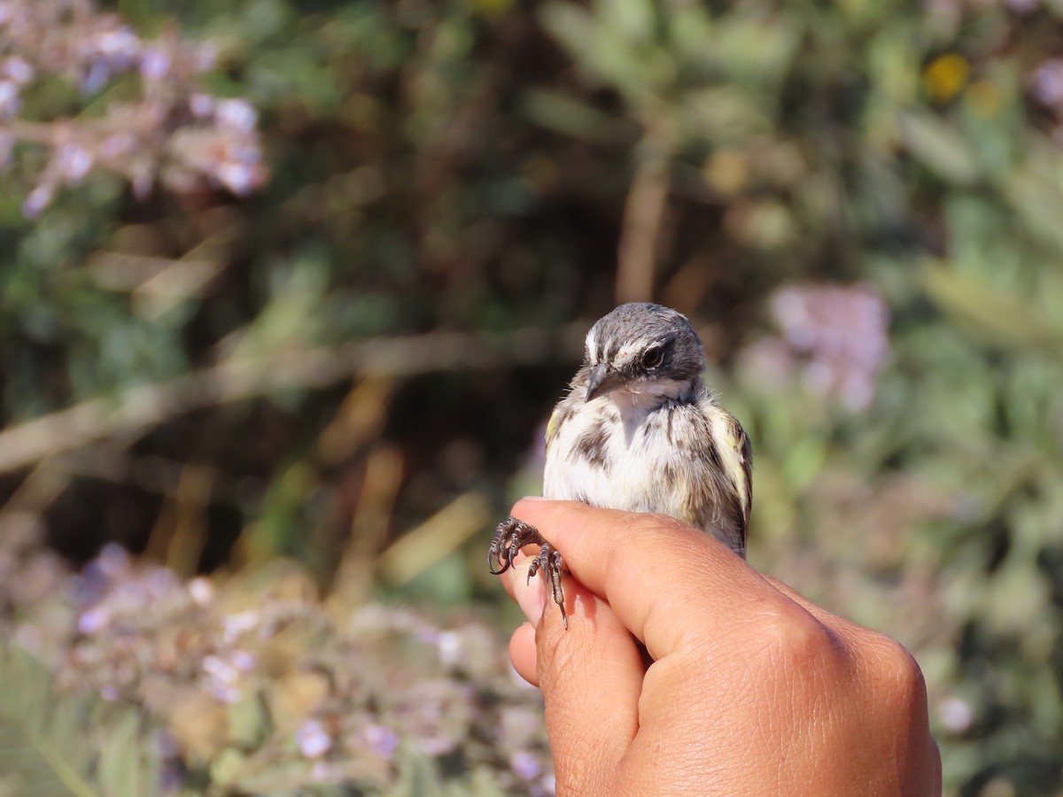 Bell's Sparrow (canescens) - ML337578651