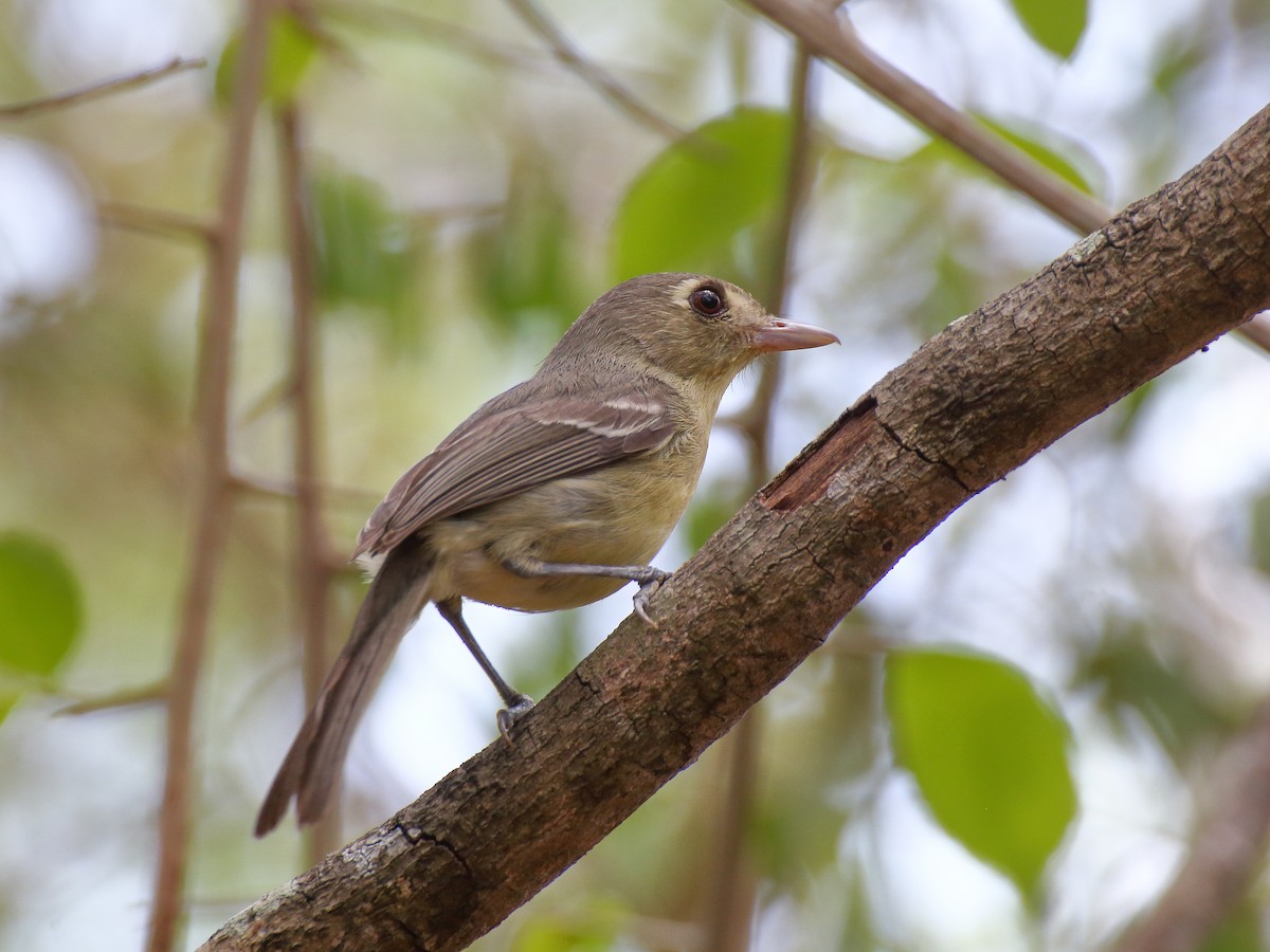 Cuban Vireo - ML337578691