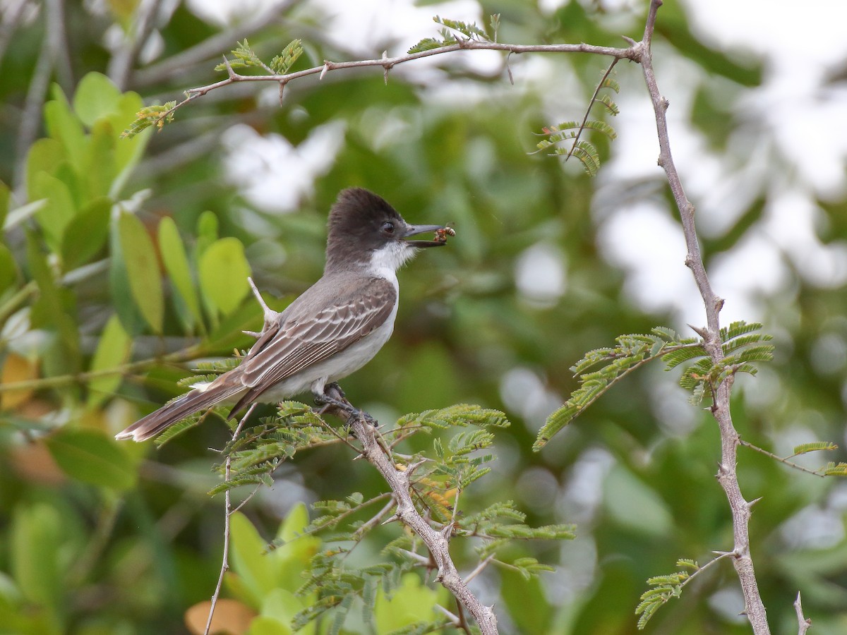 Loggerhead Kingbird - ML337578771