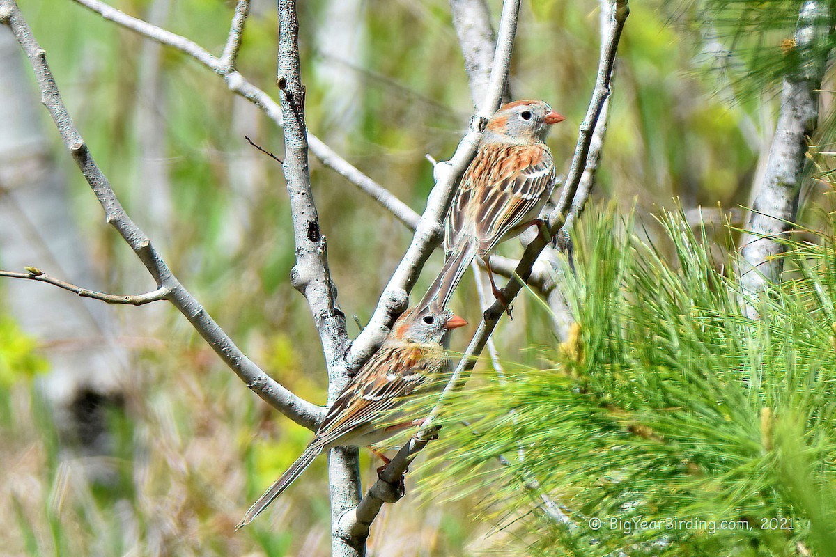 Field Sparrow - ML337578861