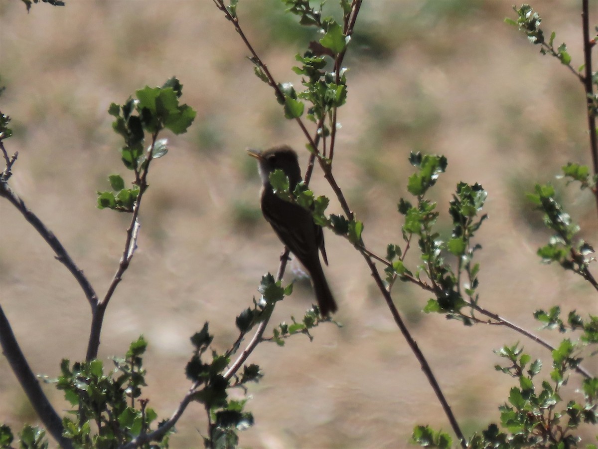 Willow Flycatcher - ML337578891