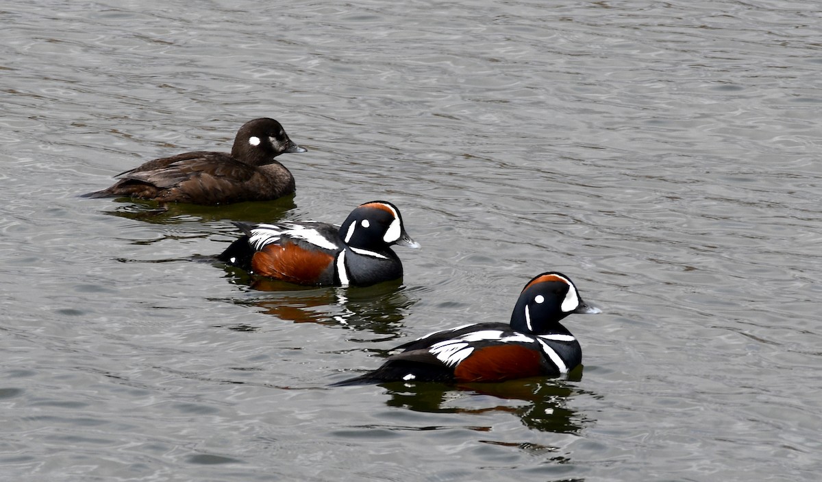 Harlequin Duck - ML337579311