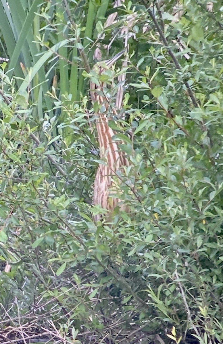 American Bittern - ML337579381