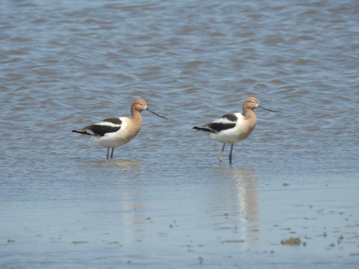 tenkozobec americký - ML337579441