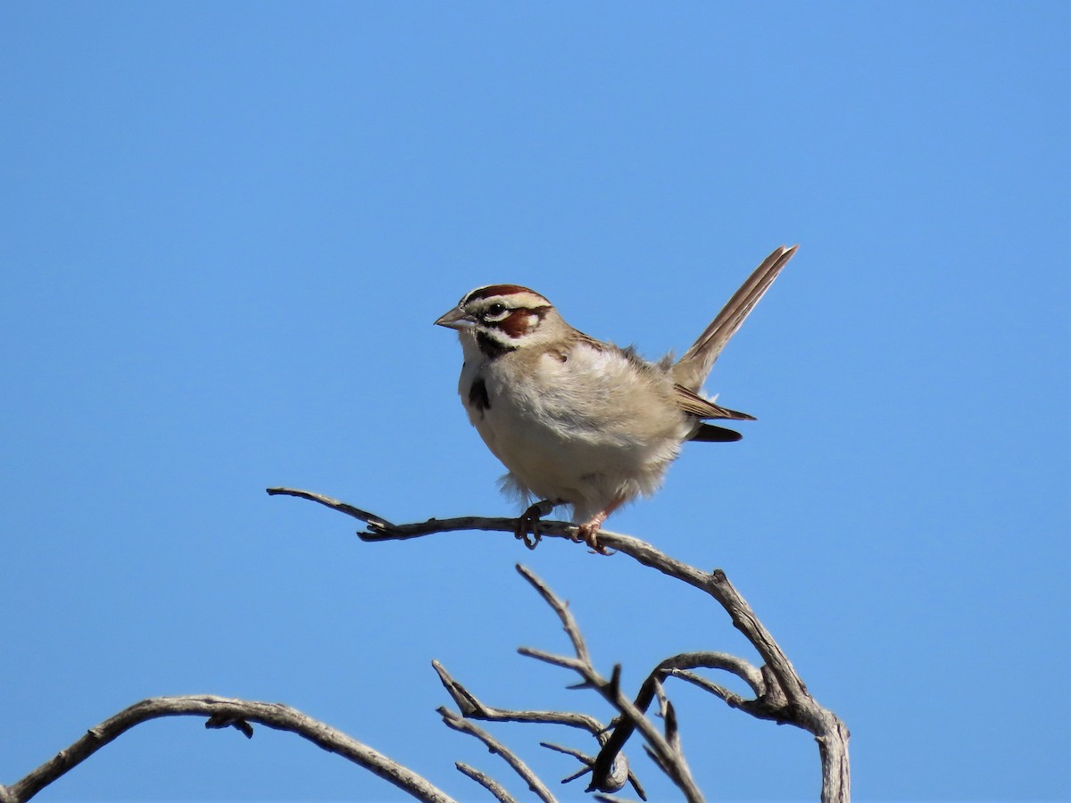 Lark Sparrow - Becky Turley