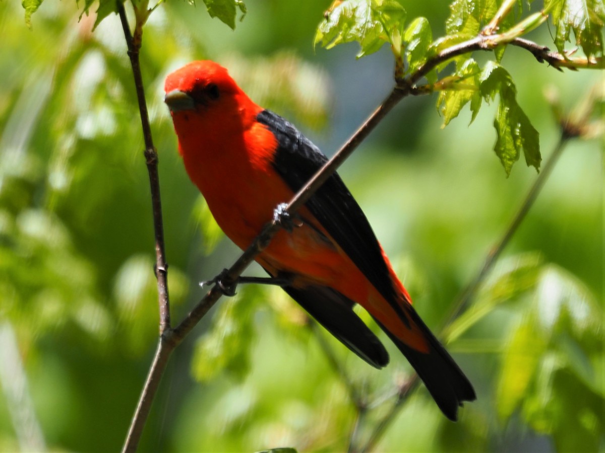 Scarlet Tanager - Sarah Preston