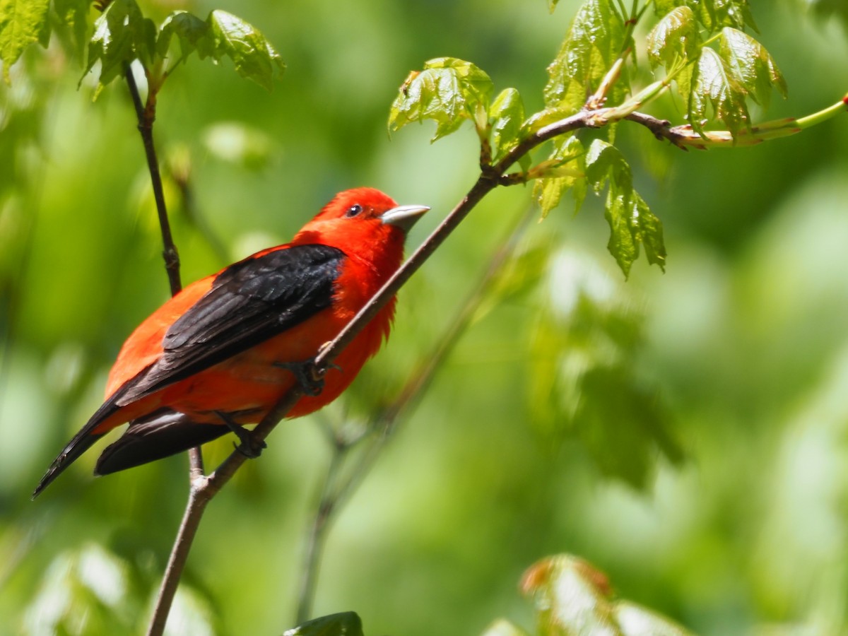 Scarlet Tanager - Sarah Preston