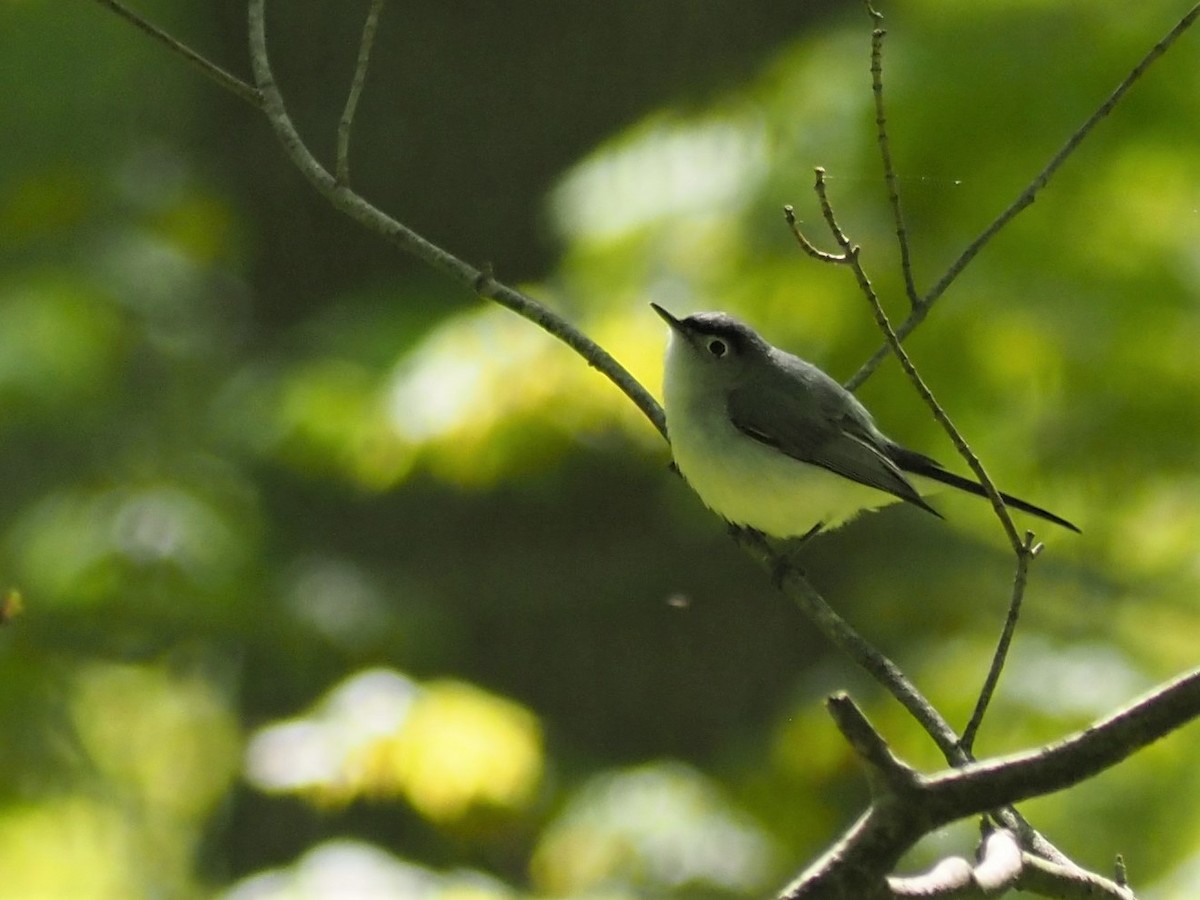 Blue-gray Gnatcatcher - Sarah Preston