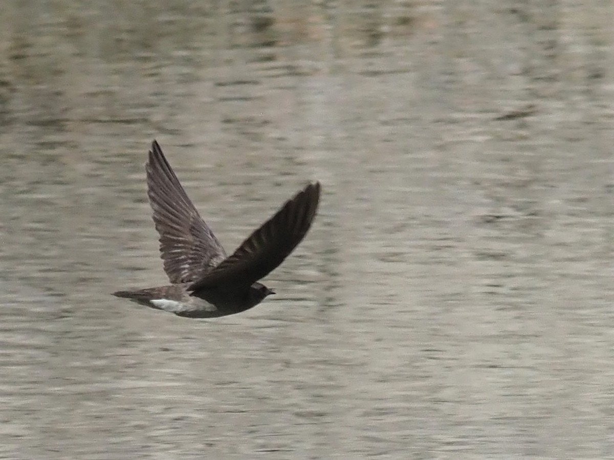 Northern Rough-winged Swallow - ML337580491