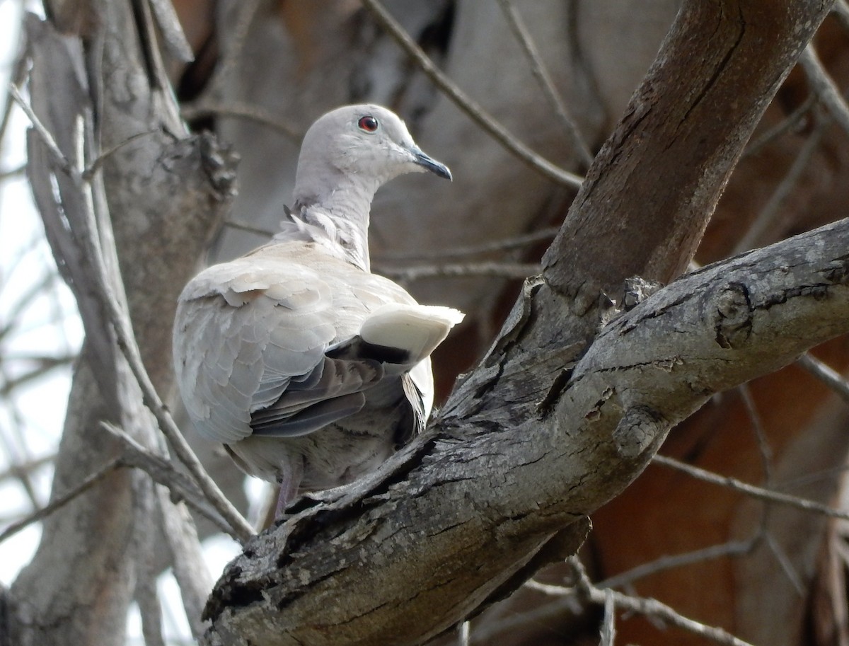 Eurasian Collared-Dove - ML337583551