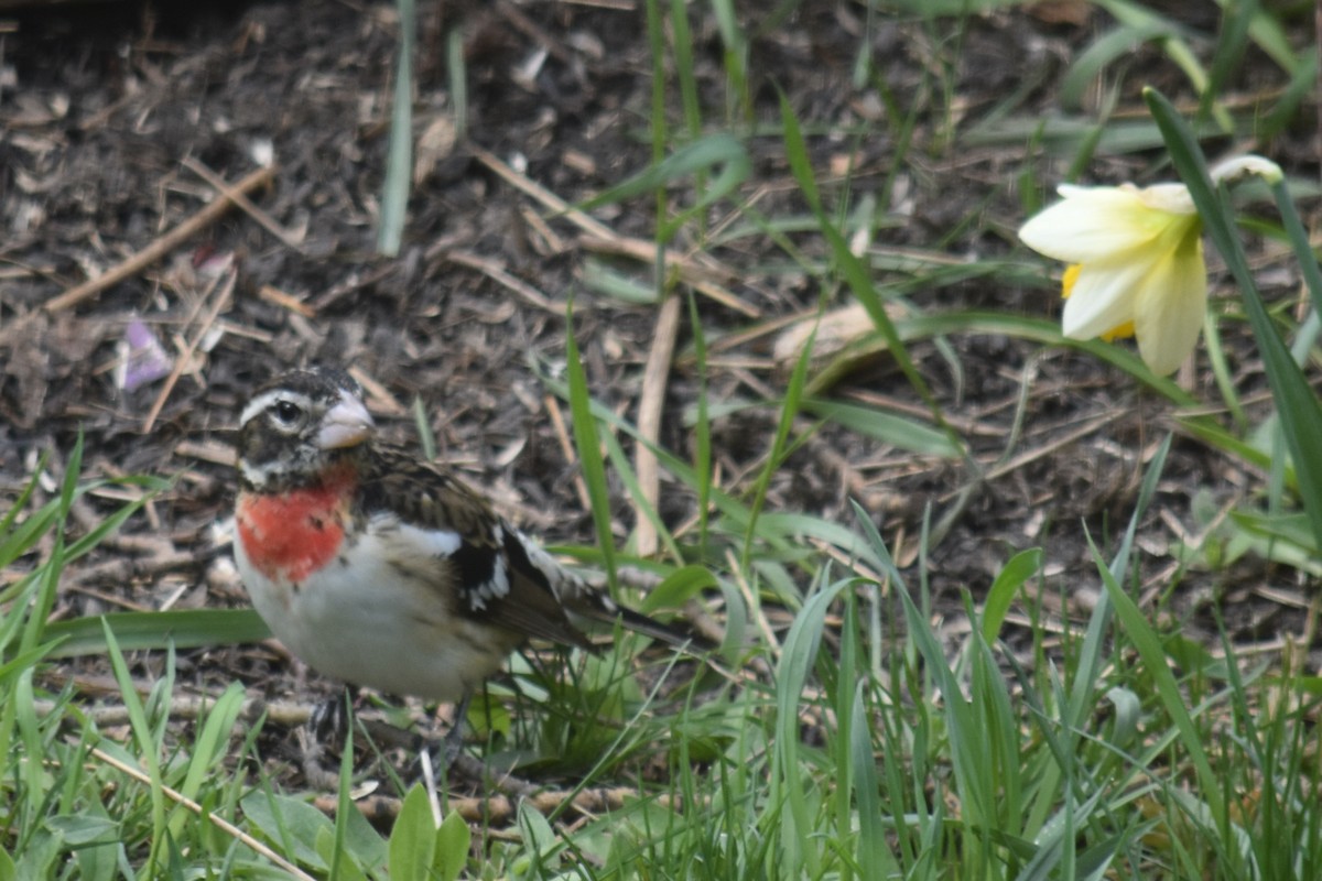 Cardinal à poitrine rose - ML337583821