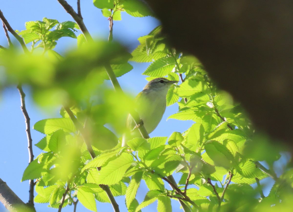 Tennessee Warbler - ML337584651