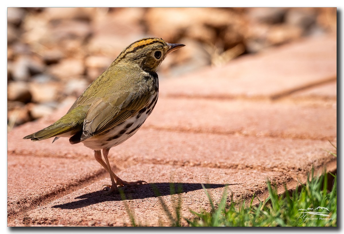 Ovenbird - Robert Gallucci