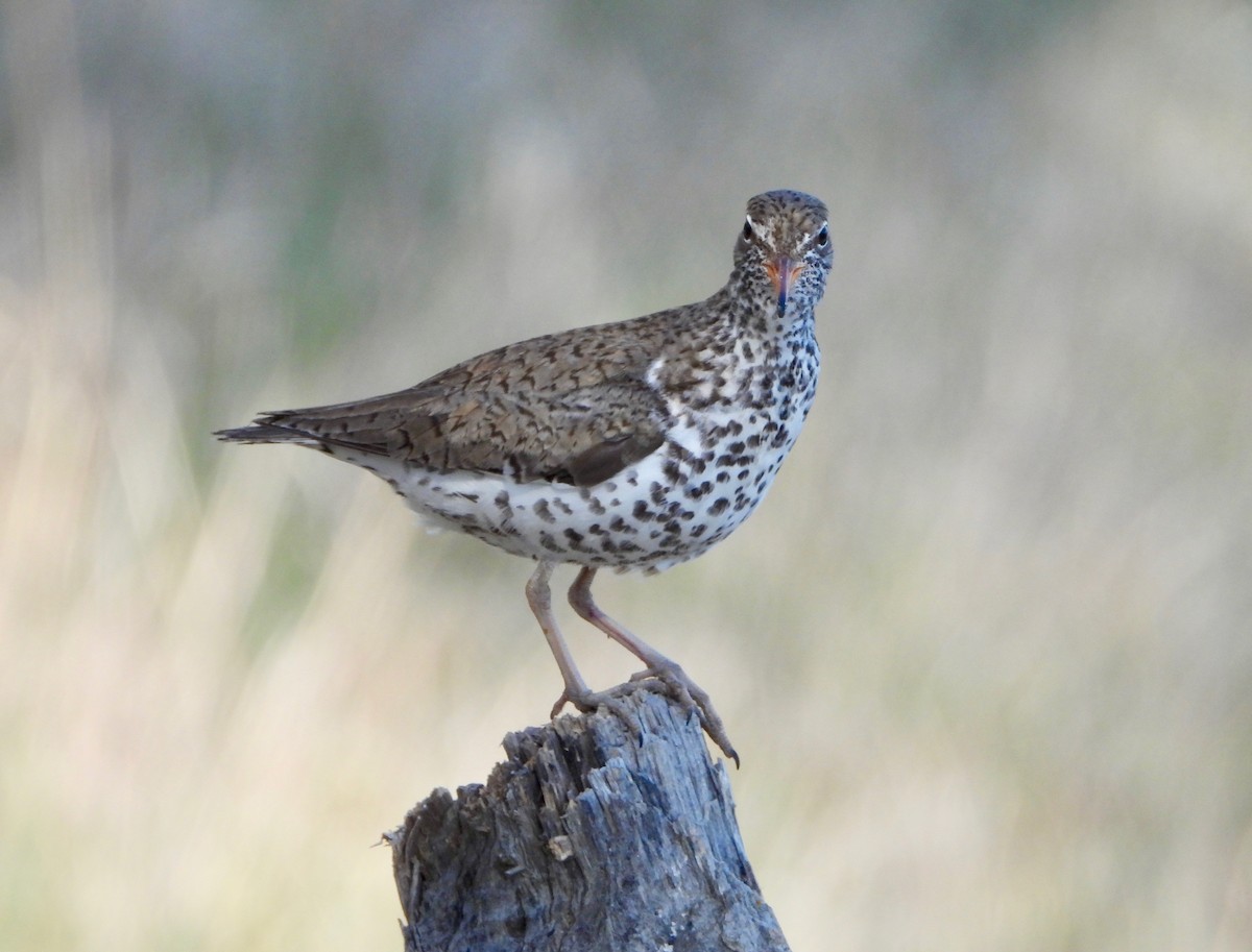 Spotted Sandpiper - ML337586451