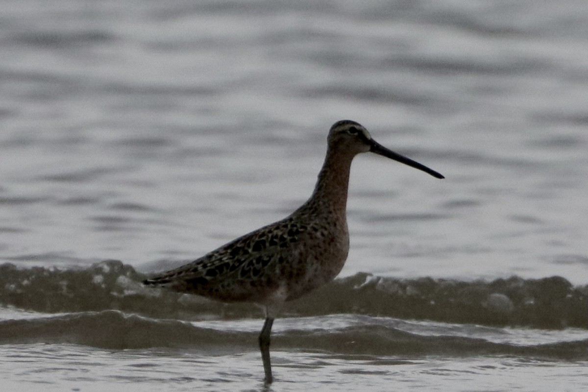 Short-billed Dowitcher - ML337587841