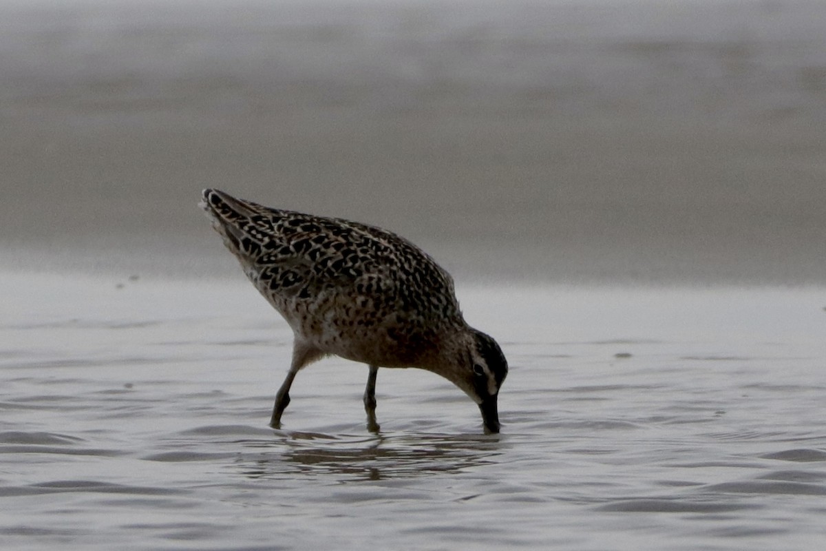 Short-billed Dowitcher - ML337587851