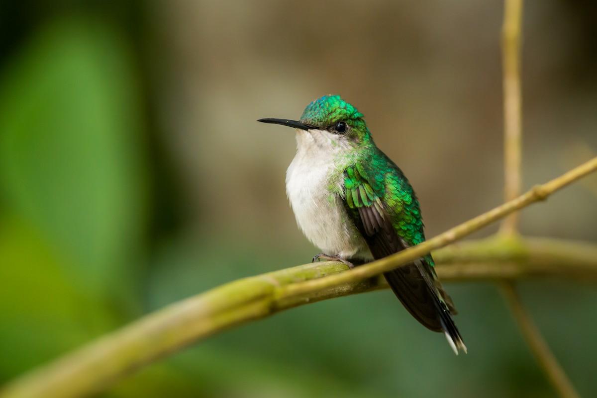 Violet-capped Woodnymph - ML337588161