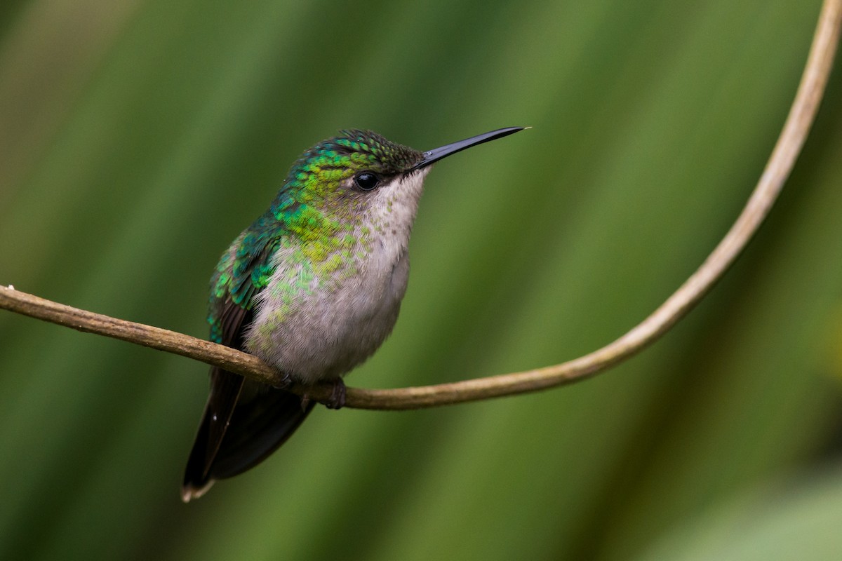 Violet-capped Woodnymph - Claudia Brasileiro